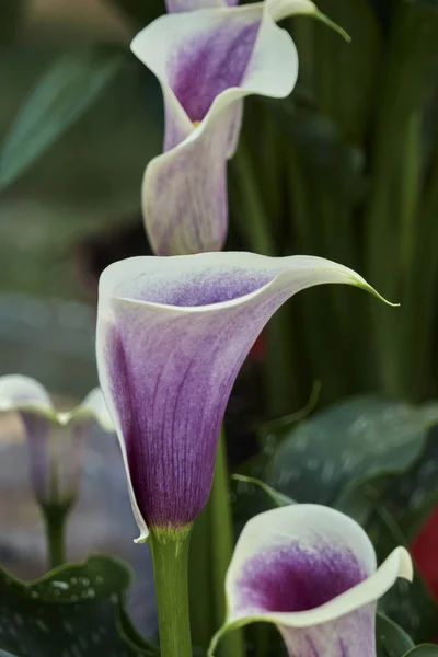 Giglio Calla Colorato Giardino — Foto Stock