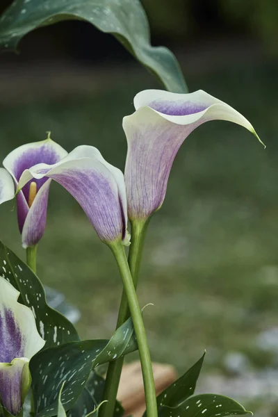 Colored Calla Lily Garden — Stock Photo, Image