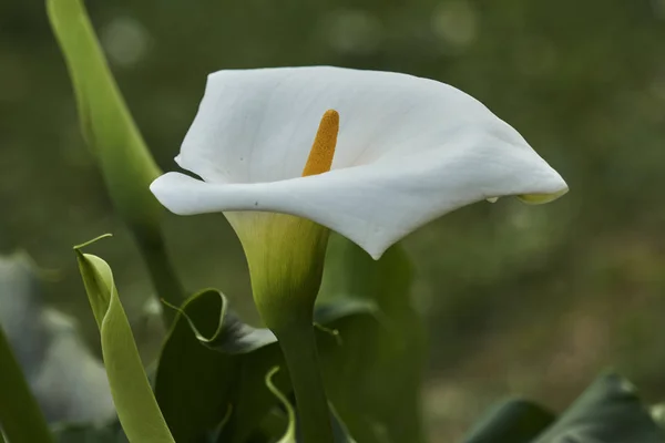 Calla Lily Garden — Stock Photo, Image