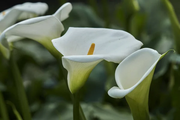 Calla Lily Bahçede — Stok fotoğraf