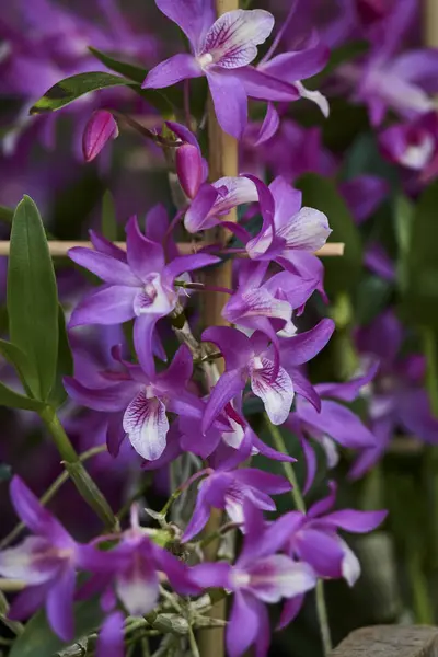 Orchidee Bloei Tuin — Stockfoto