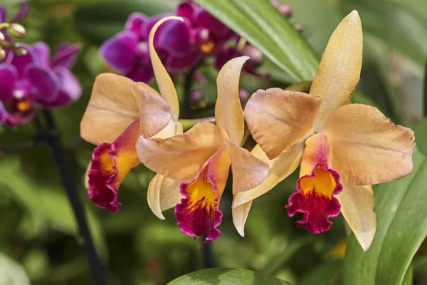 Orchidee Bloei Tuin — Stockfoto