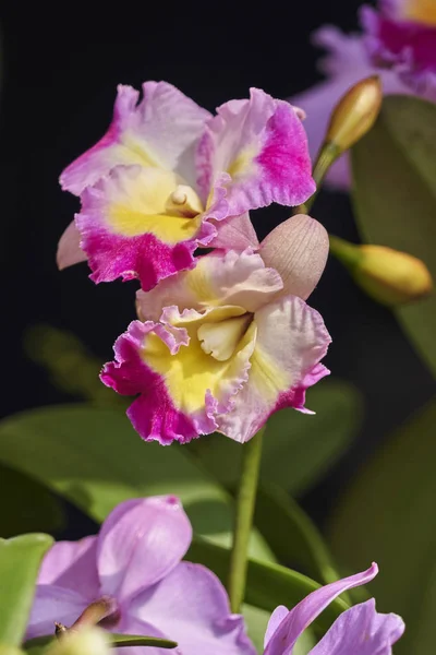 Orkidéer Blommar Trädgården — Stockfoto