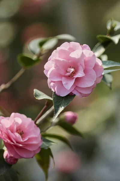 Roses Bloom Garden — Stock Photo, Image