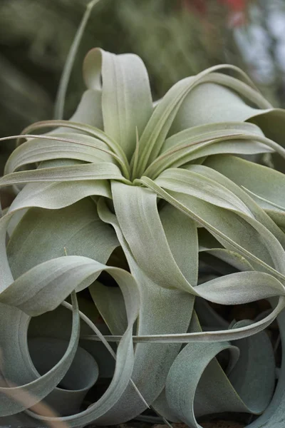 Flor Tillandsia Jardín —  Fotos de Stock