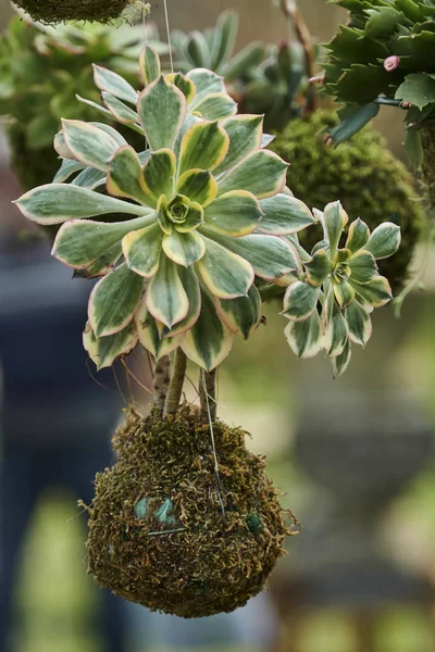 Decorative Succulent Plant Hanging Garden — Stock Photo, Image