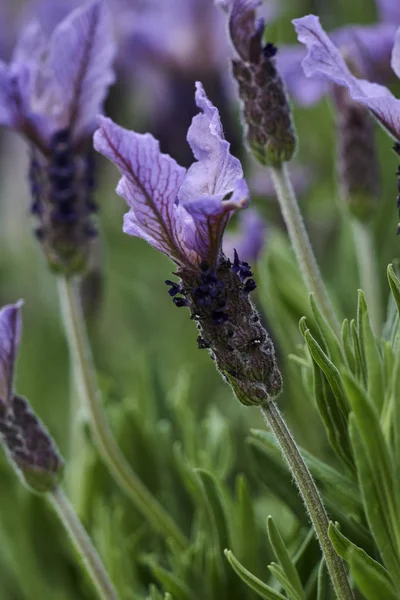 Lavendel Blüht Garten — Stockfoto