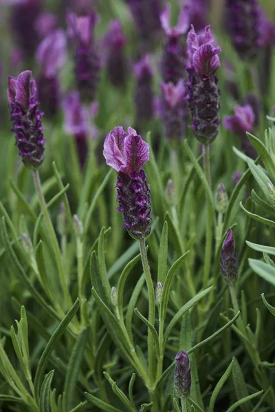 Lavendel Blüht Garten — Stockfoto
