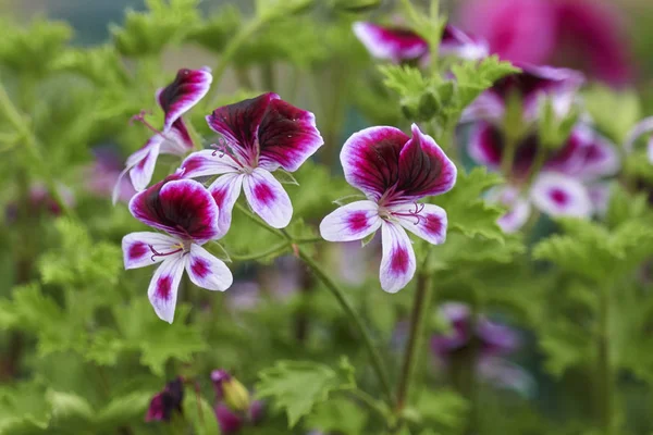 Цветок Сасиха Саду — стоковое фото