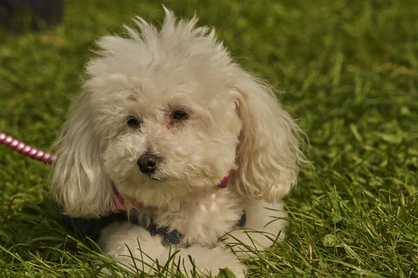 Cute Dog Park — Stock Photo, Image