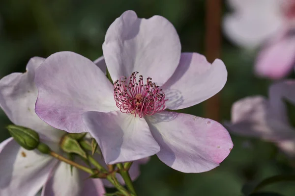 Růže Květu Zahradě — Stock fotografie