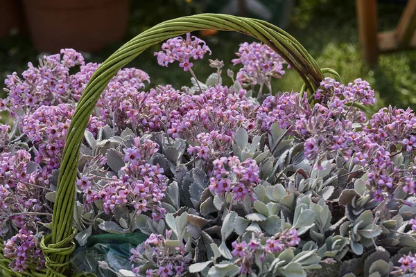 Zierblume Korb — Stockfoto