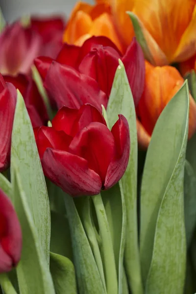 Tulpenblüte Frühling Garten — Stockfoto