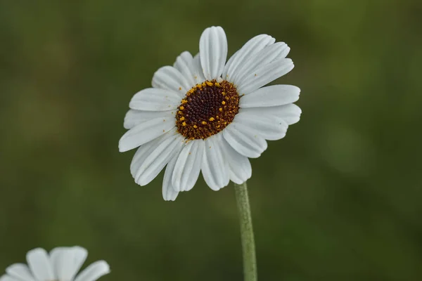 Gänseblümchen Auf Der Wiese — Stockfoto