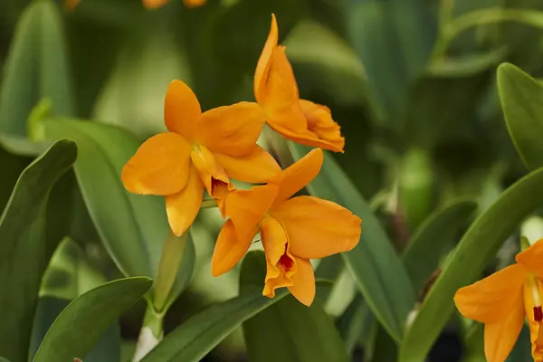 Orchidee Blüht Garten — Stockfoto