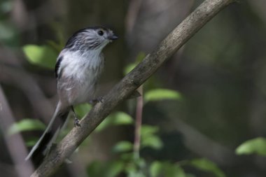 uzun kuyruklu baştankara kuş ağaç üzerinde