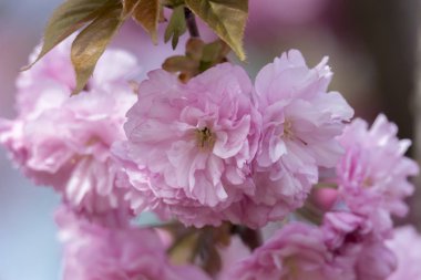 pembe sakura çiçek çiçeklenme