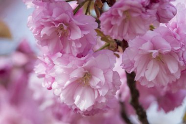 pembe sakura çiçek çiçeklenme