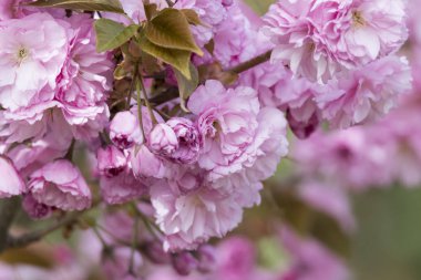 pembe sakura çiçek çiçeklenme