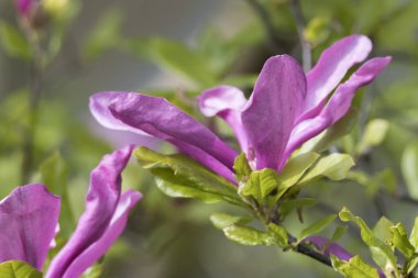 Manolya çiçek ağaç üzerinde