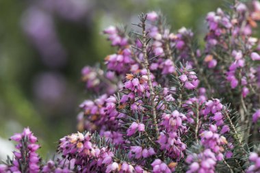 Heather çiçek çiçeklenme