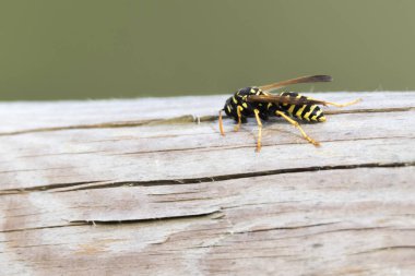 Wasp potter bitki üzerinde