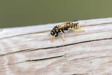 Wasp potter bitki üzerinde