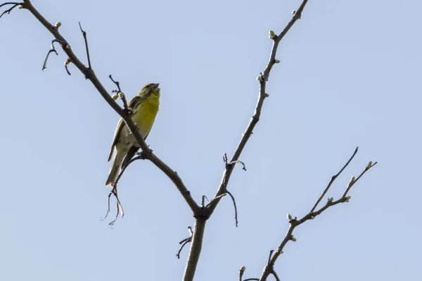 Serinus Serinus Pássaro Árvore — Fotografia de Stock