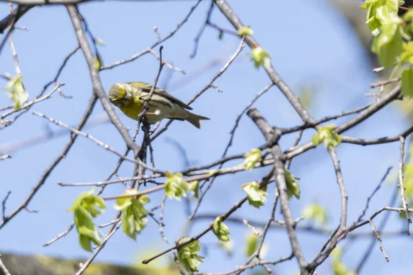 Serinus Serinus Fågel Träd — Stockfoto