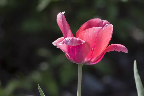 Tulpenblüte Frühling Garten — Stockfoto