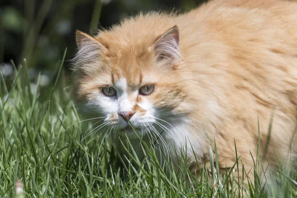 Cute Cat Meadow — Stock Photo, Image