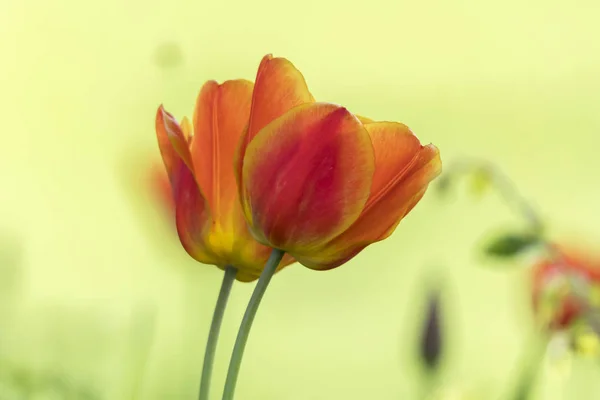 Tulpenblüte Frühling Garten — Stockfoto