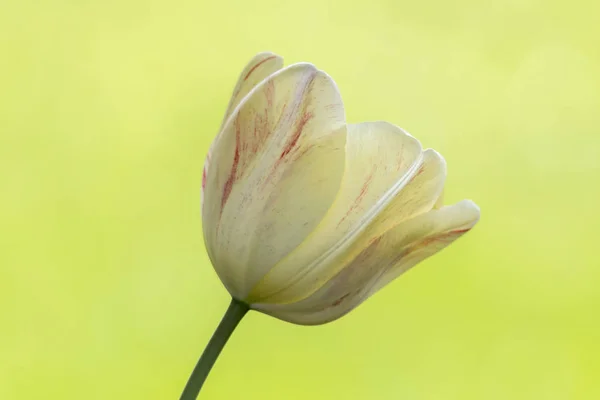 Tulpenblüte Frühling Garten — Stockfoto