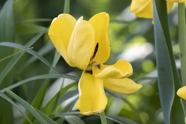 春の庭でのチューリップの花 — ストック写真