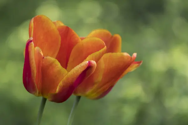 Lale Çiçek Bahar Bahçe — Stok fotoğraf