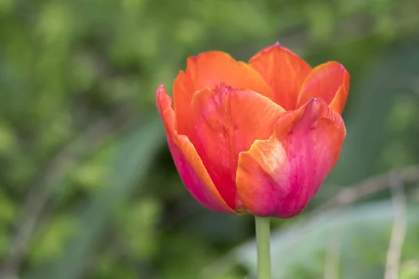 Цветок Тюльпана Весной Саду — стоковое фото