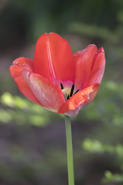 Flor Tulipa Primavera Jardim — Fotografia de Stock
