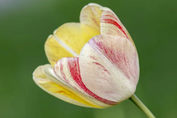 Цветок Тюльпана Весной Саду — стоковое фото