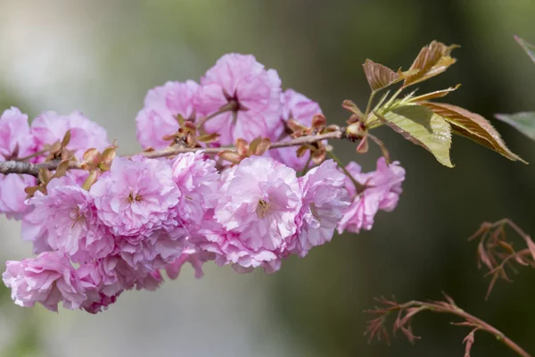 Pink Sakura Flower Bloom — Stock Photo, Image