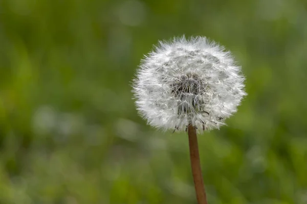 Dandelion Meadow — Stock Photo, Image