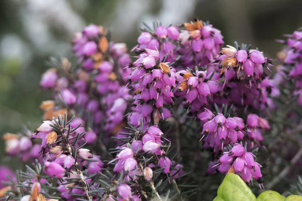 Heather Λουλούδι Στην Άνθιση — Φωτογραφία Αρχείου