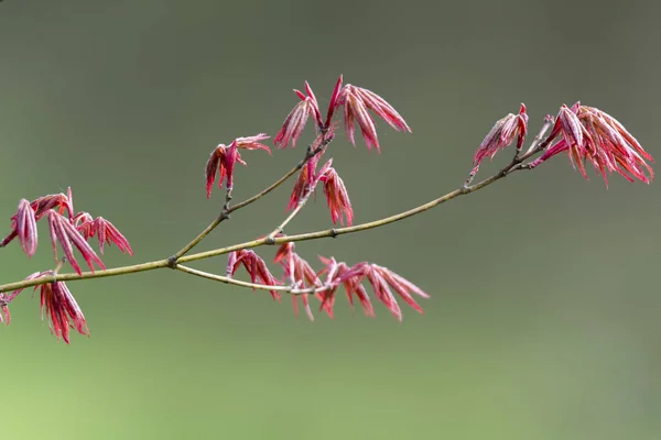 Esdoornblad Het Voorjaar Van — Stockfoto