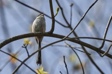 uzun kuyruklu baştankara kuş ağaç üzerinde