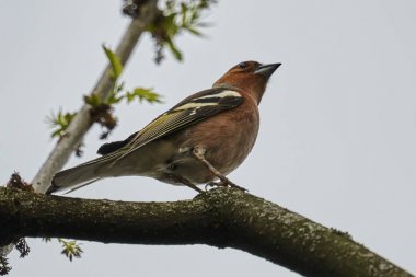 Finch fringilla coelebs kuş ağaç üzerinde