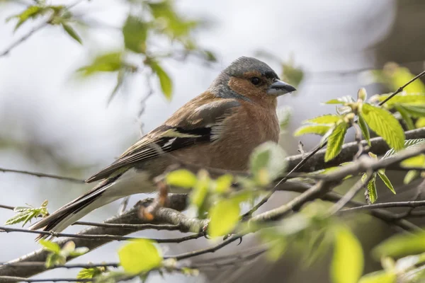 Pinson Fringilla Coelebs Oiseau Sur Arbre — Photo