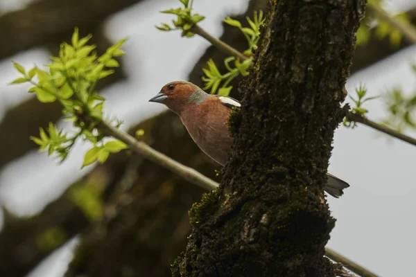 Pinson Fringilla Coelebs Oiseau Sur Arbre — Photo