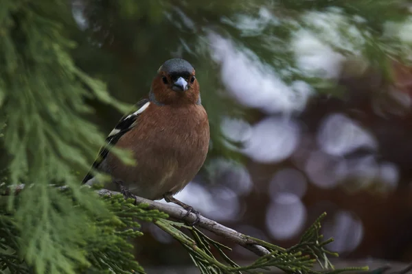 Finch Fringilla Coelebs Pássaro Árvore — Fotografia de Stock