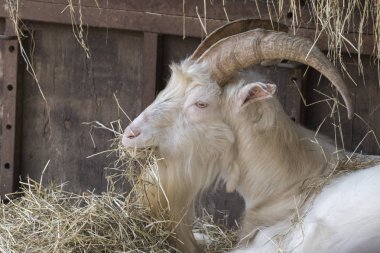 keçi erkek gruptaki