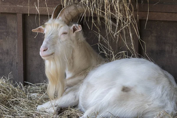 Goat Male Farm — Stock Photo, Image