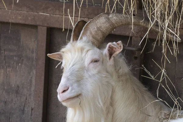 Maschio Capra Nella Fattoria — Foto Stock